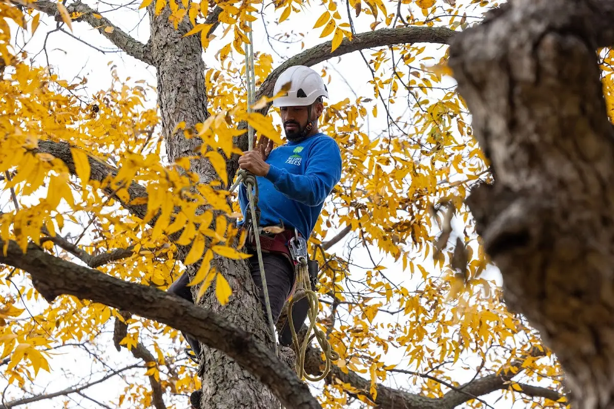Skilled Tree Pruning crew working in Grove City