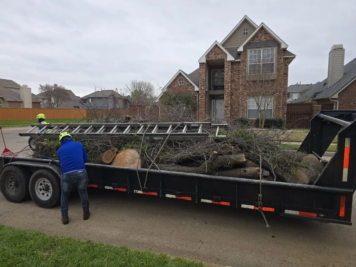 Expert Tree Pest Control with proper safety equipment in Grove City